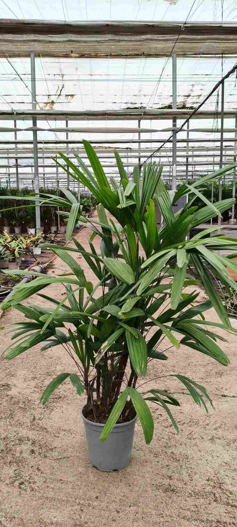 RAPHIS EXCELSA C 21